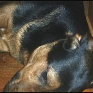 Blanding af racer TAYSON