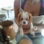 Cavalier king charles spaniel Karla