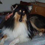 Collie langhåret Bentley