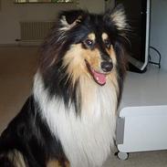 Collie langhåret Bentley