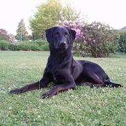 Labrador retriever Balu - død 25-08-06 