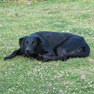 Labrador retriever Balu - død 25-08-06 