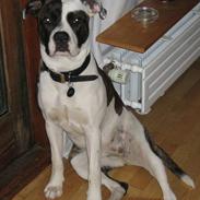 Blanding af racer Amstaff-Ambulldog. Molly