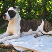 Blanding af racer Amstaff-Ambulldog. Molly
