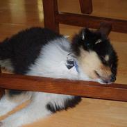 Collie langhåret Bentley