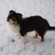 Collie langhåret Bentley