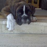 Boxer Gabby
