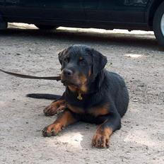 Rottweiler Rinkenæs' Iron
