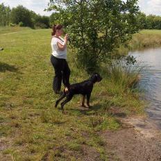 Rottweiler Rinkenæs' Iron