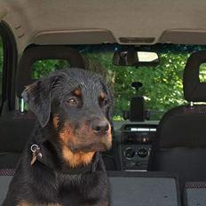 Rottweiler Rinkenæs' Iron