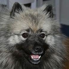 Keeshond Keeshos Buska