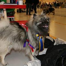 Keeshond Keeshos Buska