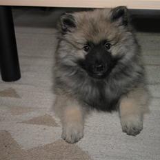 Keeshond Keeshos Buska