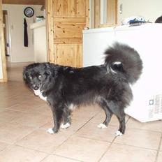 Blanding af racer Tikki