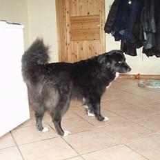 Blanding af racer Tikki