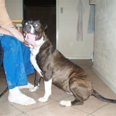 Amerikansk staffordshire terrier Mini