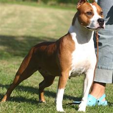 Amerikansk staffordshire terrier Yeller GreatVikings Blood