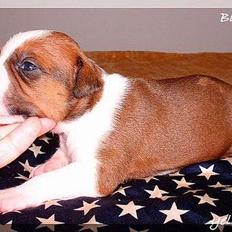 Amerikansk staffordshire terrier Yeller GreatVikings Blood