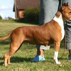 Amerikansk staffordshire terrier Yeller GreatVikings Blood