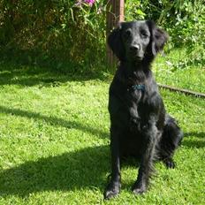 Flat coated retriever Kaya