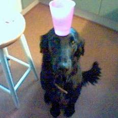 Flat coated retriever Kaya