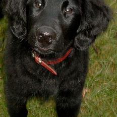 Flat coated retriever Kaya
