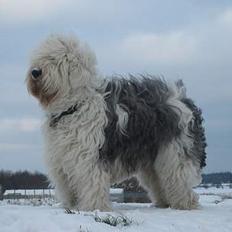 Old english sheepdog Sally *RIP*