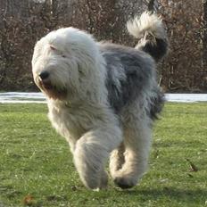 Old english sheepdog Sally *RIP*