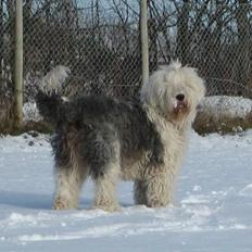 Old english sheepdog Sally *RIP*