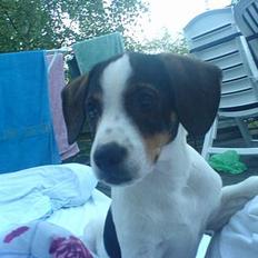 Dansk svensk gaardhund Cognac Bernhard