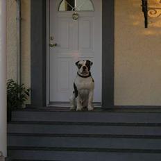 Amerikansk bulldog simba