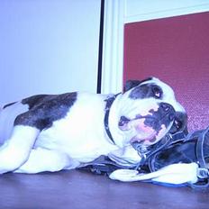 Amerikansk bulldog simba