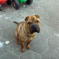 Shar pei nica