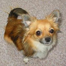 Chihuahua FIE . "RIP". Du er savnet