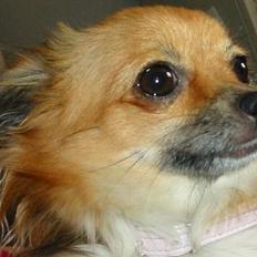 Chihuahua FIE . "RIP". Du er savnet