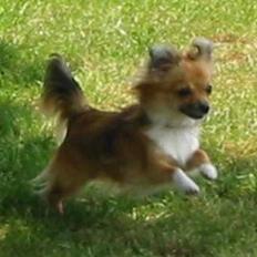 Chihuahua FIE . "RIP". Du er savnet