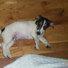 Jack russell terrier Diesel