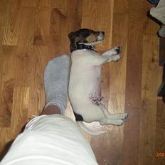 Jack russell terrier Diesel