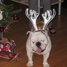 Engelsk bulldog Sumo