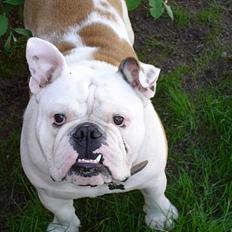 Engelsk bulldog Sumo