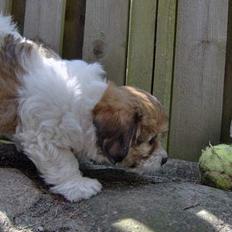 Coton de tulear Trille