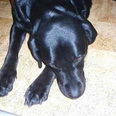 Labrador retriever Teglgaardens Maj