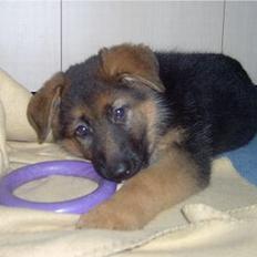 Schæferhund  Schila  