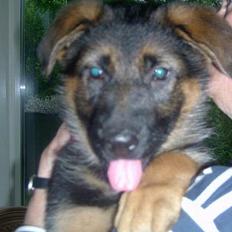 Schæferhund  Schila  