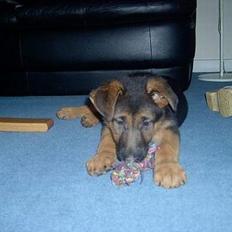 Schæferhund  Schila  