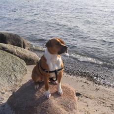 Blanding af racer Tazzi, Amstaff/am bulldog