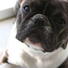Fransk bulldog Emilie