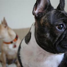 Fransk bulldog Emilie