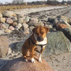 Blanding af racer Tazzi, Amstaff/am bulldog