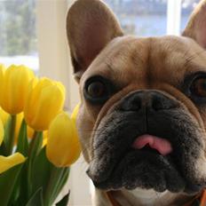 Fransk bulldog Laura